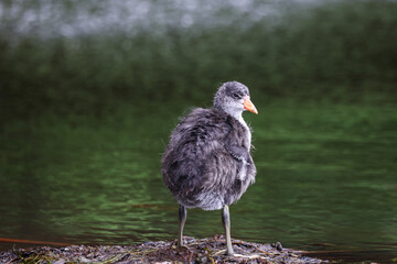 Elk Island National Park. Photo Credit: Sergei Belski
