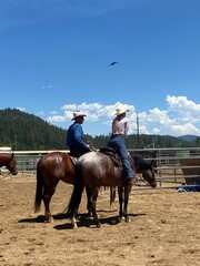 horse and rider