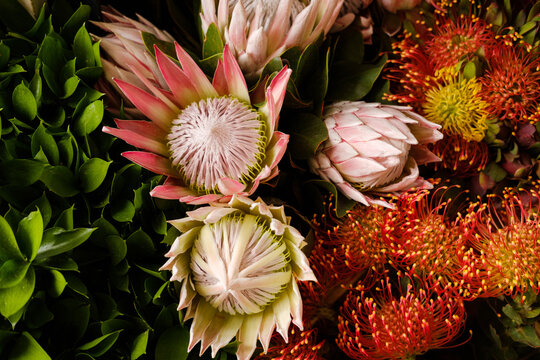 Close up of protea flowers on a market
