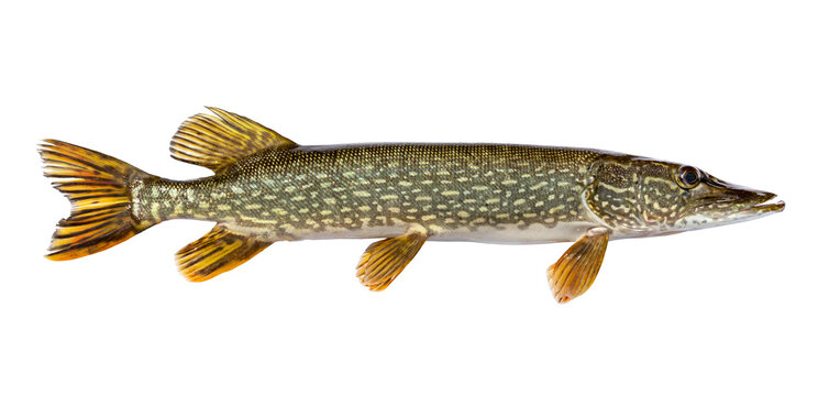 Fresh caught northern pike isolated on a white background - Powered by Adobe