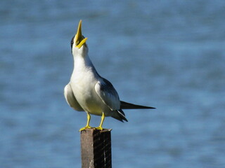 Small rhinestone -Sternula superciliaris