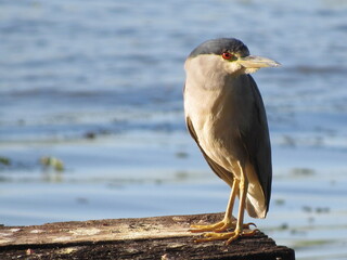 Sleeper Soco - Nycticorax nycticorax