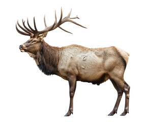 Obraz premium An elk standing on a solid transparent background.
