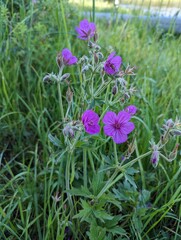 Purple wild flower