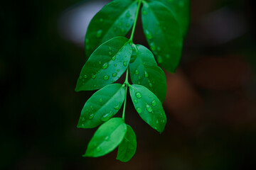 Close-up view of raindrops on green leaf  during rainy season