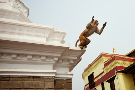 nepalese monkey jumping from a temple roof
