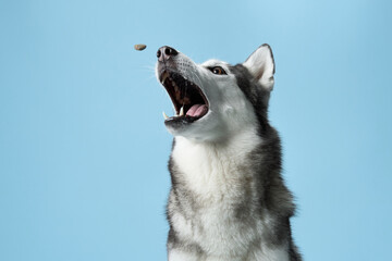 A Siberian Husky dog, mouth agape and eyes alight, catches a treat against a soft blue sky-like background. The snapshot captures the dog eager anticipation and joyful expression mid-action