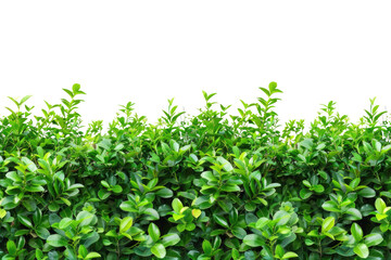 Fototapeta premium Green bush or wall of shrubs isolated on white background. Green leaves wall with clipping path