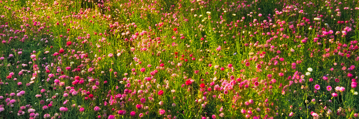 Everlasting wildflowers in spring