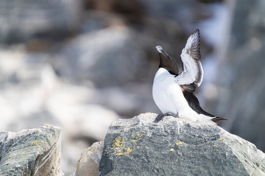 Razorbill (Alca Torda) Portrait  