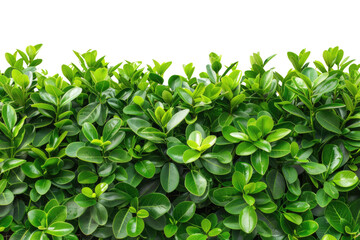 Green bush or wall of shrubs isolated on white background. Green leaves wall with clipping path
