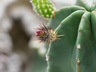 サボテンの小さな蕾
