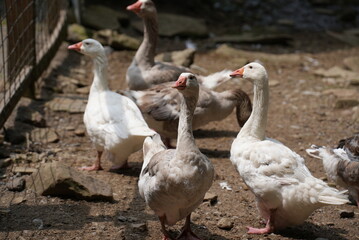 Geese at a farm
