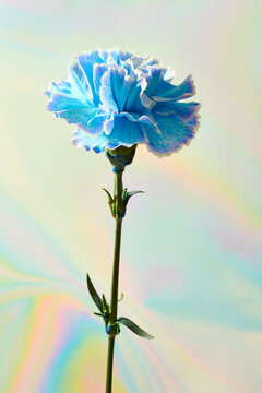 Blue dyed carnation on holographic background