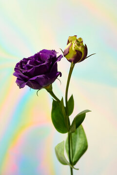 Purple rose on holographic background