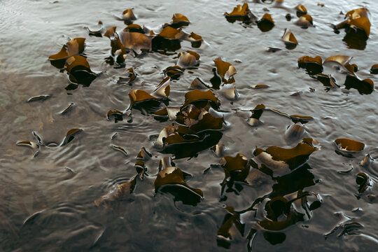 Kelp floating in shallow coastal water