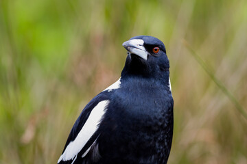 Australian magpie