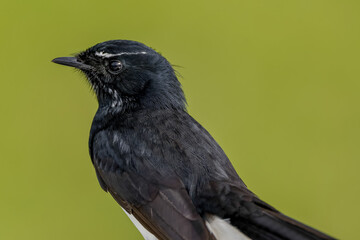 Willie wagtail 