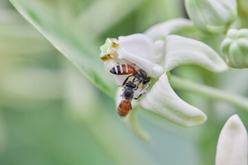 Close-up view of bee white crown flower