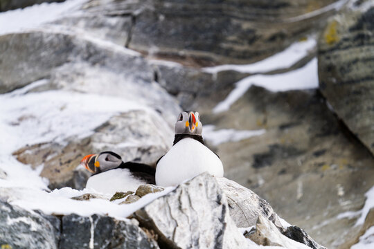 Puffins Resting On Snowy Rocks  