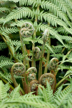 Treefern foliage unfolding
