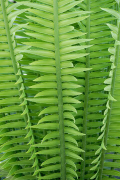 Cycas palm foliage