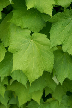  African hemp plant with big green leaves