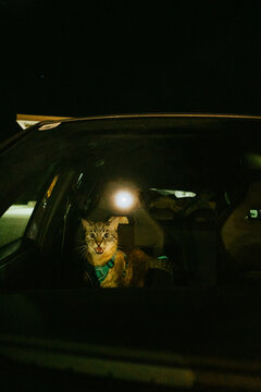 Cat in Car at Night