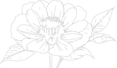 hand drawn sketch of flower