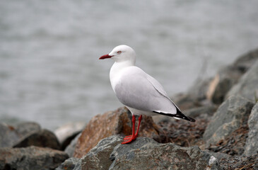 Silver gull seagull bird standing on a rock near the ocean