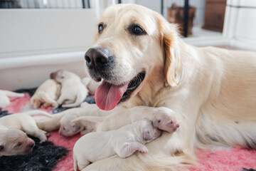 Golden retriever mum looking proud