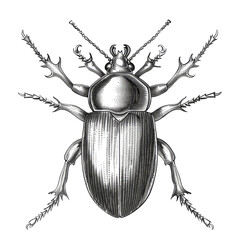 Black And White Drawing Beetle lllustration Art, Generative AI