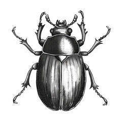 Black And White Drawing Beetle lllustration Art, Generative AI