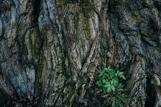 Green sprout on giant old tree
