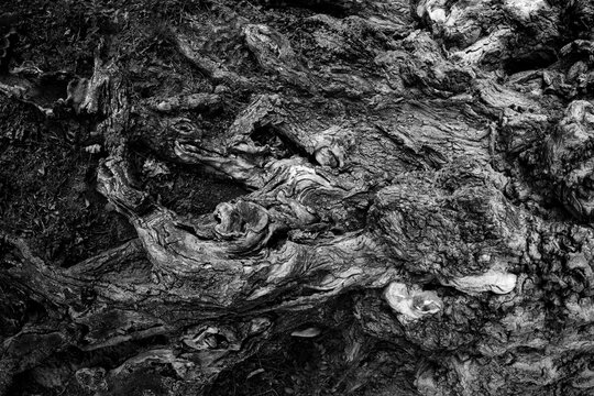 Old tree roots