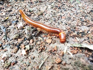 A millipede is walking on the ground.