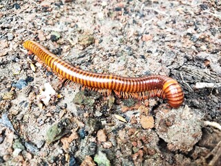 A millipede is walking on the ground.