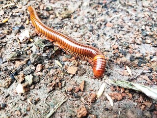 A millipede is walking on the ground.