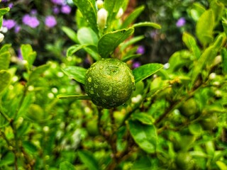 Small fruit on the tree