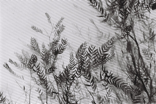 Shadows of tree branches 