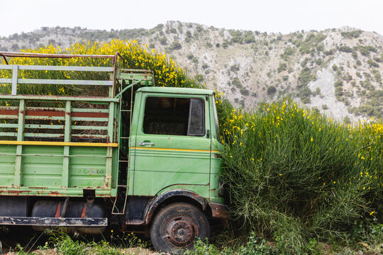 Truck parked among the gorse