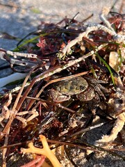 Baby Crab Seaweed