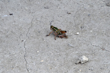 Colorful Grasshopper