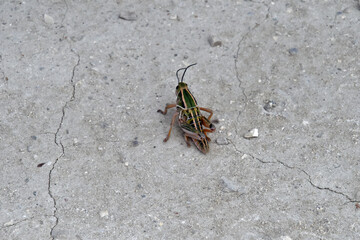 Colorful Grasshopper