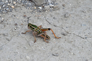 Colorful Grasshopper