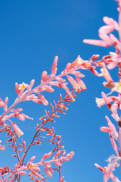 Bright pink flowers
