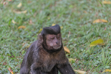 black tailed macaque