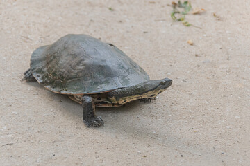 turtle on the sand