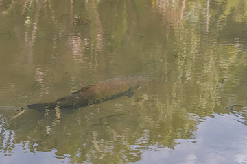 Fototapeta premium fish in a pond