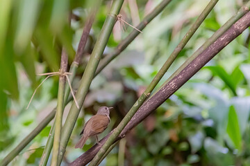 birden on a branch